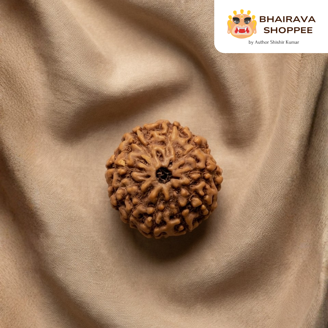 10 Mukhi Indonesian Rudraksha Bead | Siddha by Gurudev Rudranath Ji