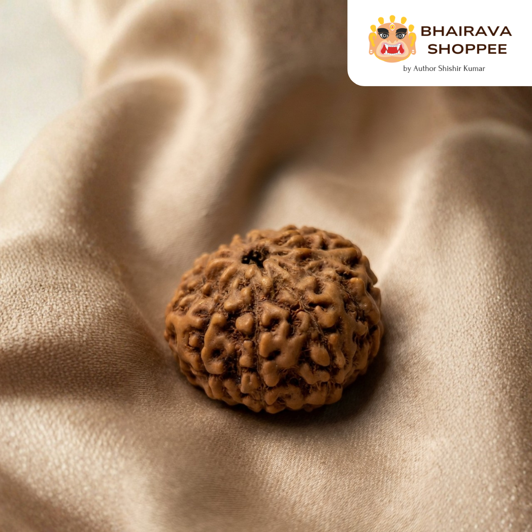 10 Mukhi Indonesian Rudraksha Bead | Siddha by Gurudev Rudranath Ji