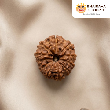 11 Mukhi Indonesian Rudraksha Bead | Siddha by Gurudev Rudranath Ji