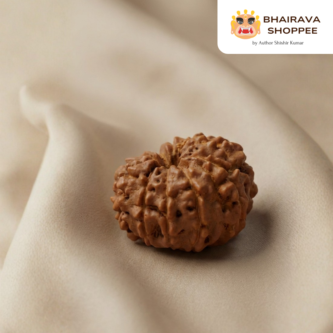 11 Mukhi Indonesian Rudraksha Bead | Siddha by Gurudev Rudranath Ji