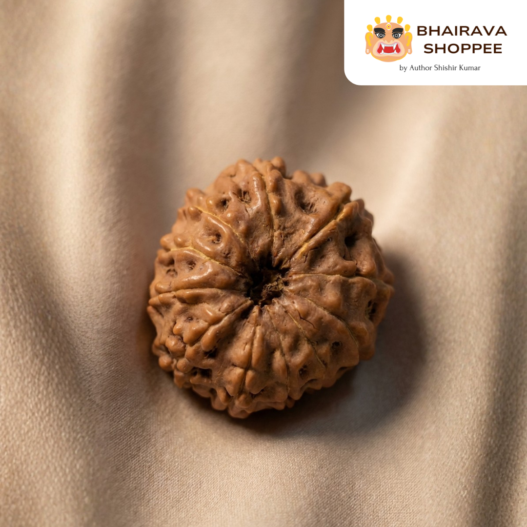 11 Mukhi Indonesian Rudraksha Bead | Siddha by Gurudev Rudranath Ji