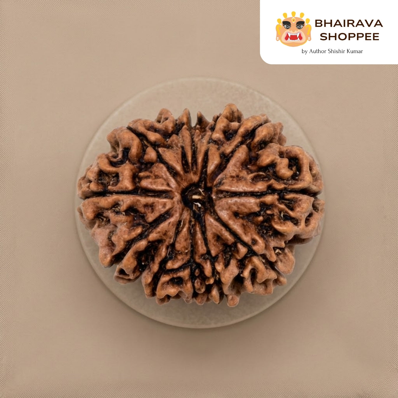 11 Mukhi Nepali Siddh Rudraksha | Rare Rudra Bead for Wisdom, Meditation & Protection