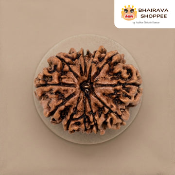 11 Mukhi Nepali Siddh Rudraksha | Rare Rudra Bead for Wisdom, Meditation & Protection