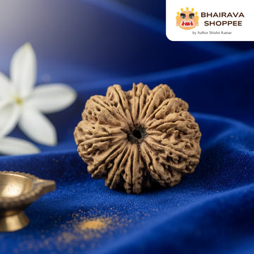 12 Mukhi Nepali Siddh Rudraksha | Rare Surya Rudraksha for Power, Health & Confidence