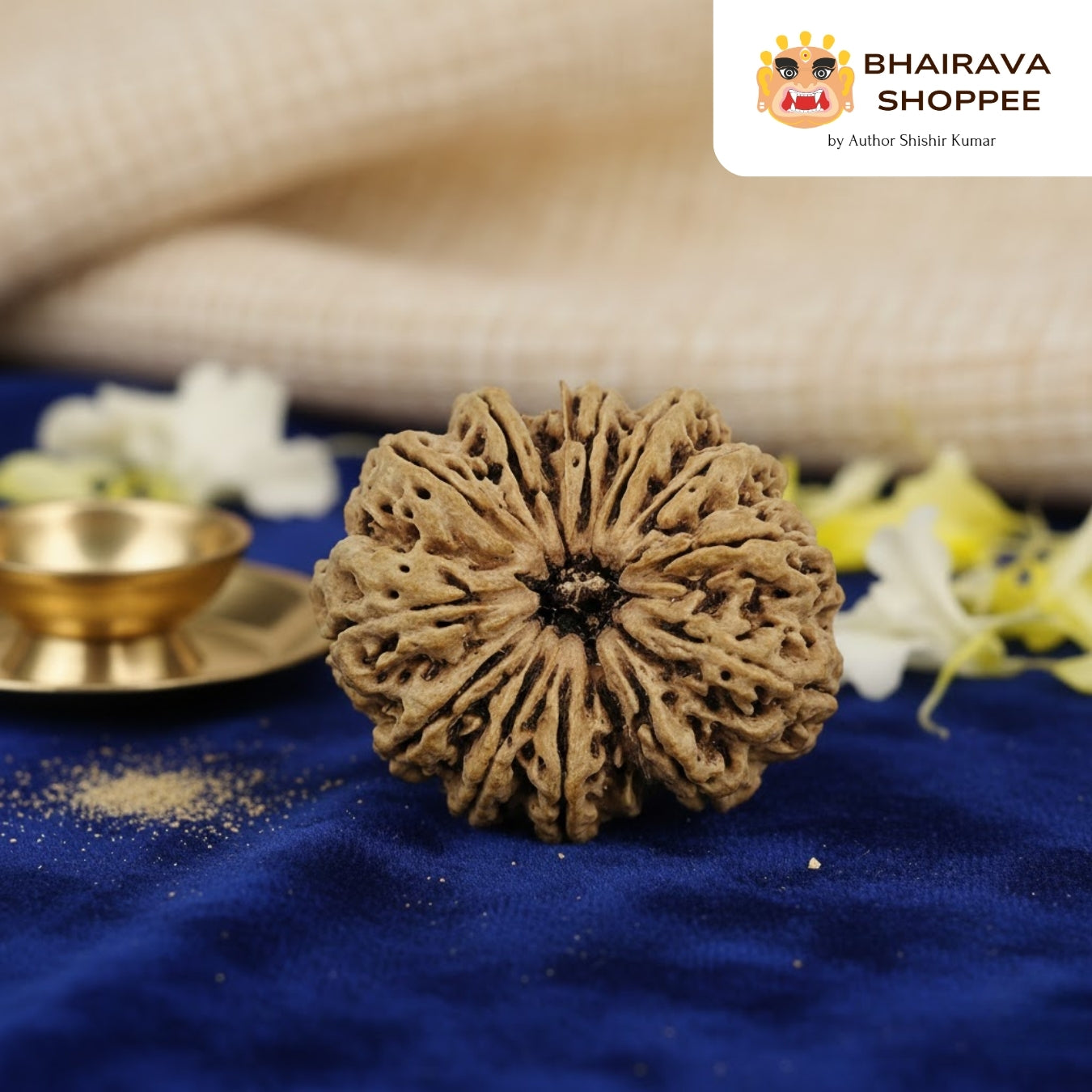 12 Mukhi Nepali Siddh Rudraksha | Rare Surya Rudraksha for Power, Health & Confidence