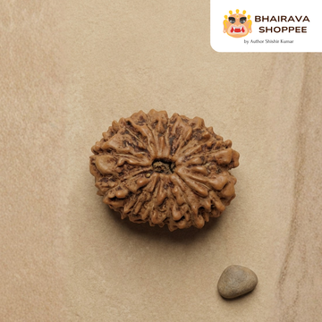 12 Mukhi Indonesian Rudraksha Bead | Siddha by Gurudev Rudranath Ji