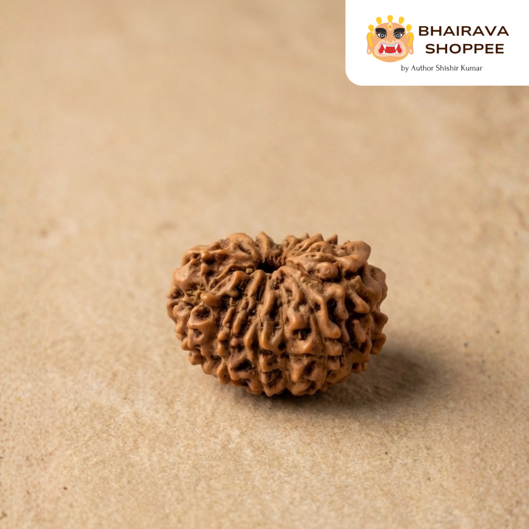 12 Mukhi Indonesian Rudraksha Bead | Siddha by Gurudev Rudranath Ji