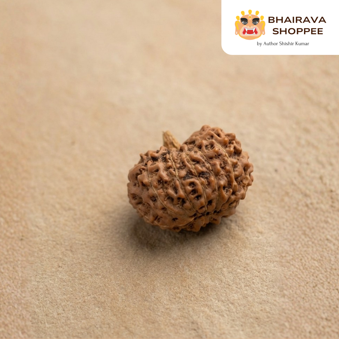 12 Mukhi Indonesian Rudraksha Bead | Siddha by Gurudev Rudranath Ji