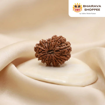 13 Mukhi Nepali Siddh Rudraksha | Rare Kamdev Rudraksha for Attraction & Desire Fulfillment