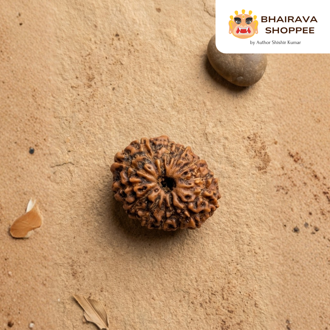 13 Mukhi Indonesian Rudraksha Bead | Siddha by Gurudev Rudranath Ji