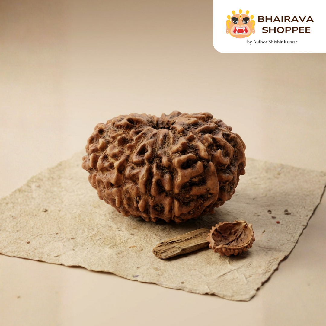 13 Mukhi Indonesian Rudraksha Bead | Siddha by Gurudev Rudranath Ji
