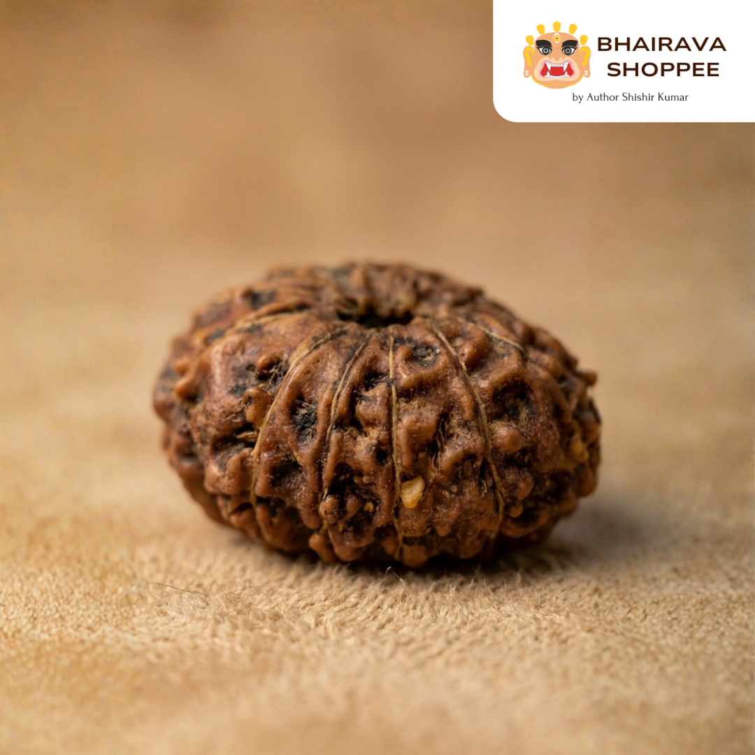 13 Mukhi Indonesian Rudraksha Bead | Siddha by Gurudev Rudranath Ji