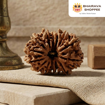 14 Mukhi Nepali Siddh Rudraksha | Rare Hanuman Rudraksha for Protection & Spiritual Growth