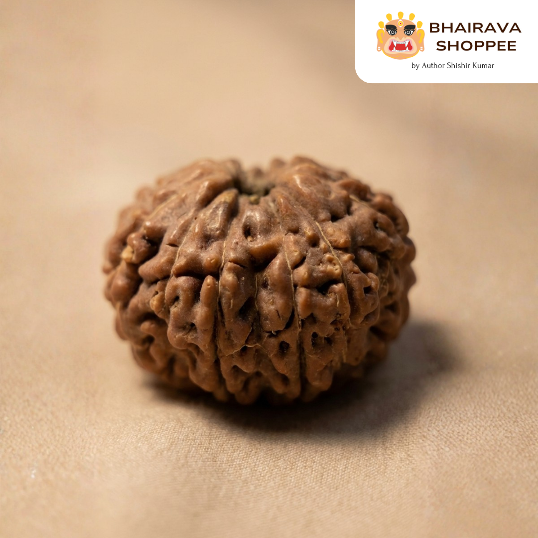 14 Mukhi Indonesian Rudraksha Bead | Siddha by Gurudev Rudranath Ji