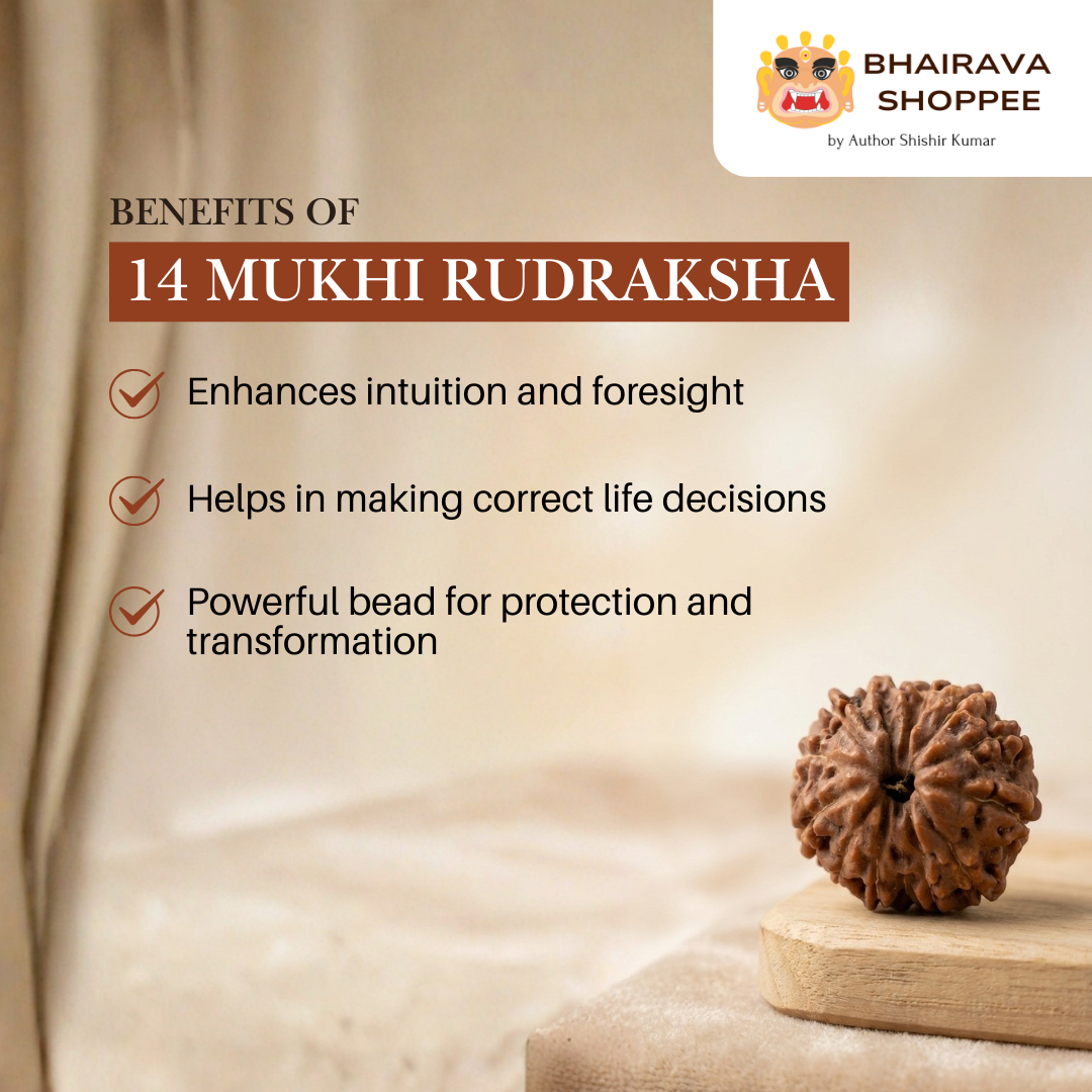 14 Mukhi Indonesian Rudraksha Bead | Siddha by Gurudev Rudranath Ji