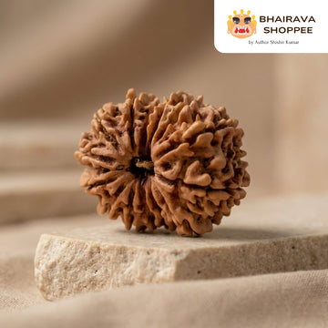 14 Mukhi Nepali Siddh Rudraksha | Rare Hanuman Rudraksha for Protection & Spiritual Growth