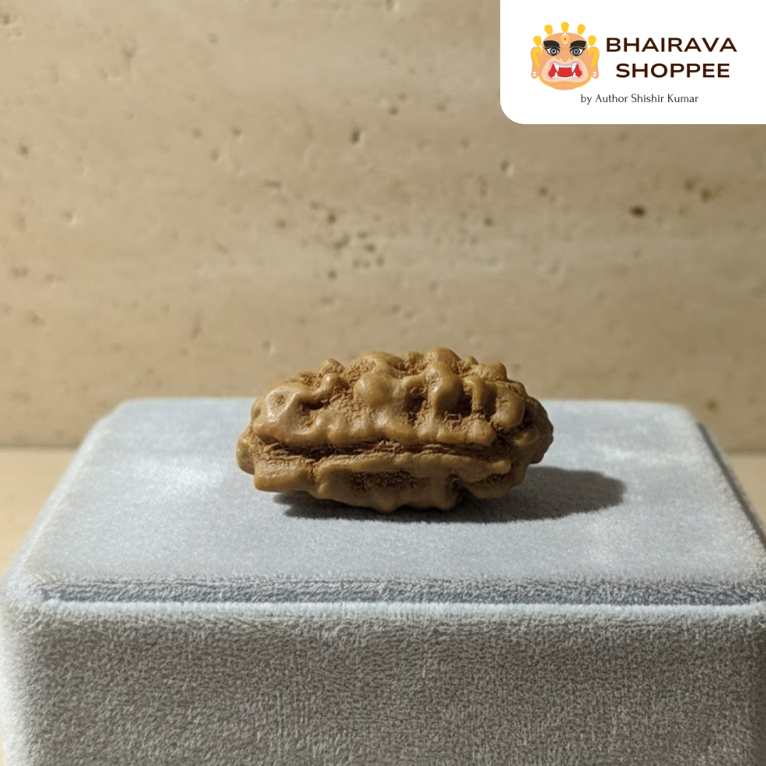 1 Mukhi Indonesian Siddh Rudraksha | Rare Shiva Rudraksha for Enlightenment, Focus & Liberation