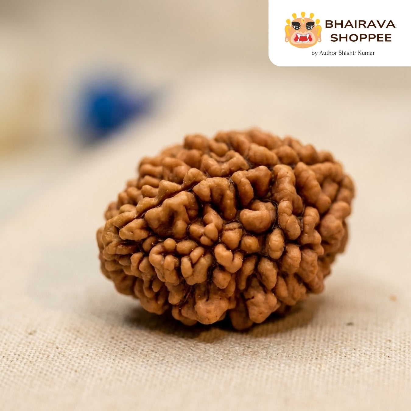 2 Mukhi Nepali Siddh Rudraksha | Ardhanarishvara Rudraksha for Harmony & Emotional Balance