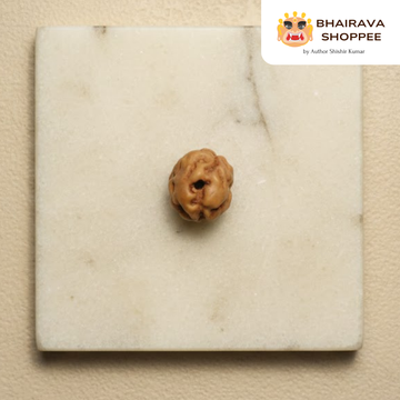 2 Mukhi Indonesian Rudraksha Bead | Siddha by Gurudev Rudranath Ji