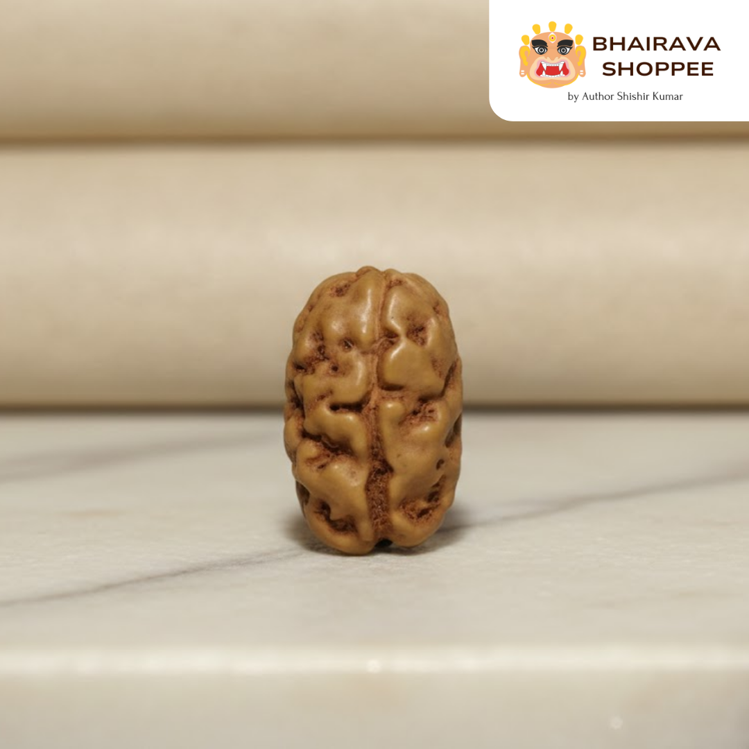 2 Mukhi Indonesian Rudraksha Bead | Siddha by Gurudev Rudranath Ji