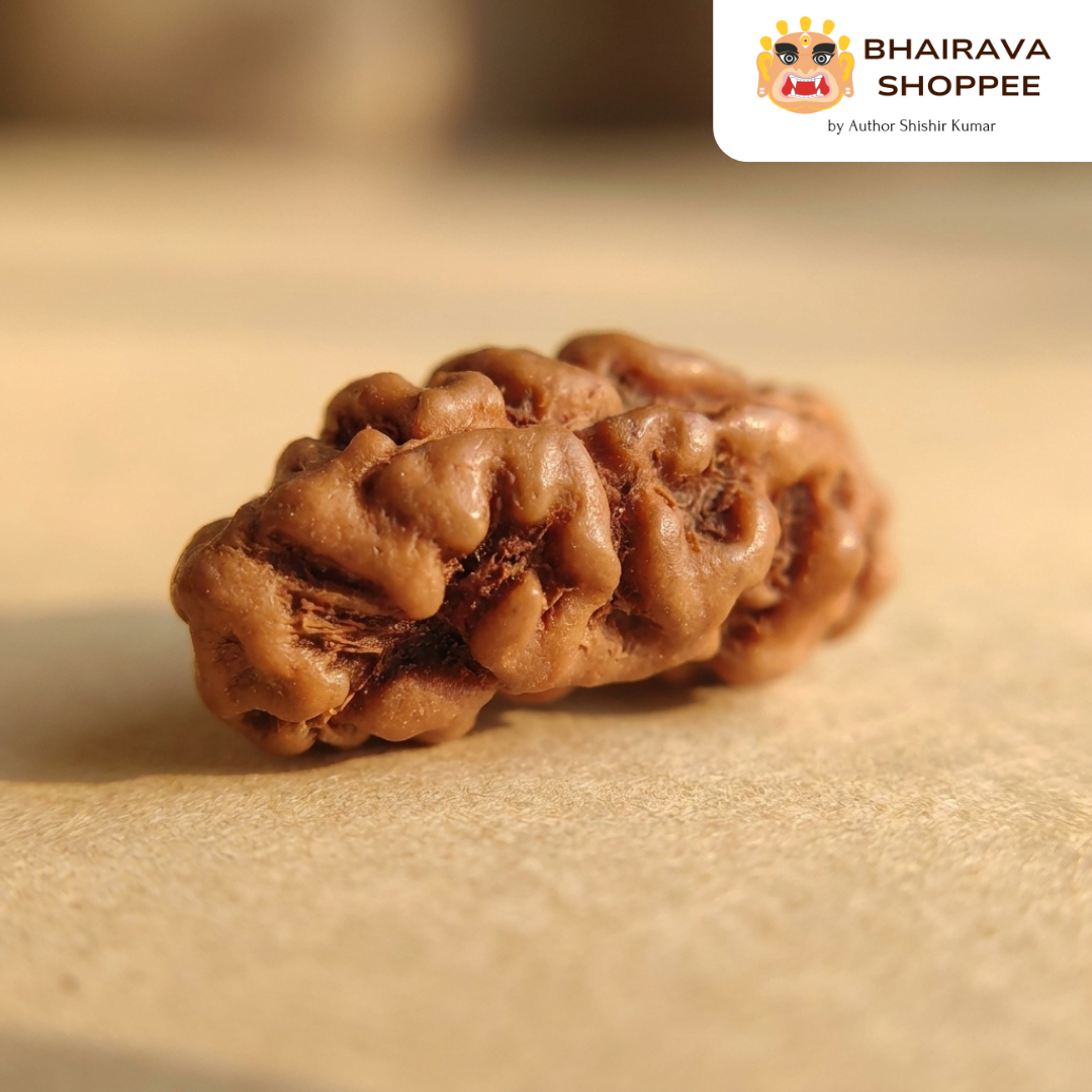 1 Mukhi Indonesian Siddh Rudraksha | Rare Shiva Rudraksha for Enlightenment, Focus & Liberation