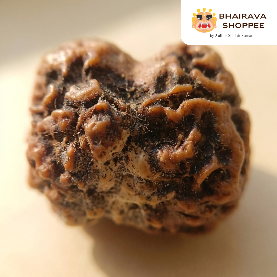 2 Mukhi Nepali Siddh Rudraksha | Ardhanarishvara Rudraksha for Harmony & Emotional Balance