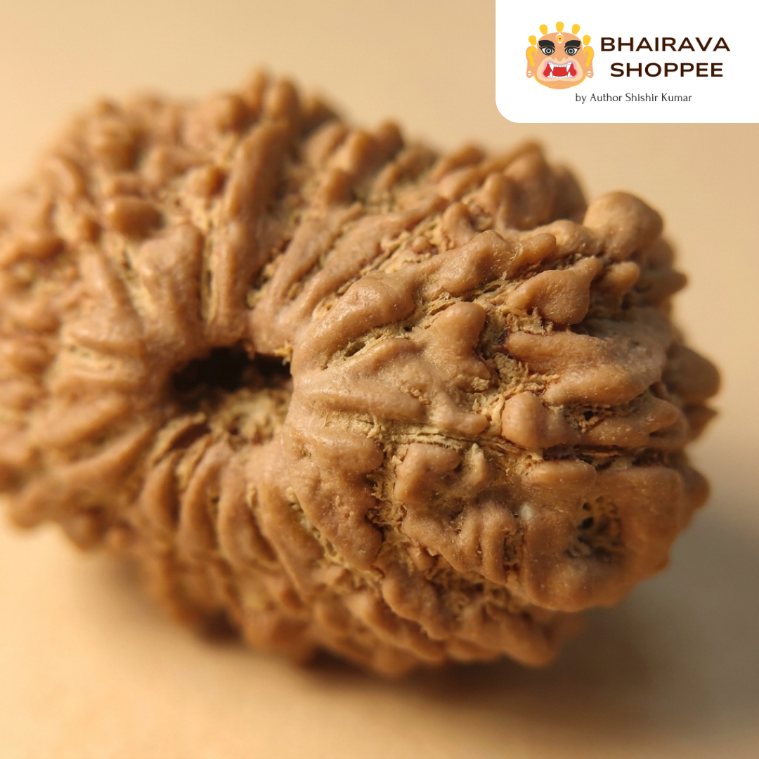14 Mukhi Nepali Siddh Rudraksha | Rare Hanuman Rudraksha for Protection & Spiritual Growth
