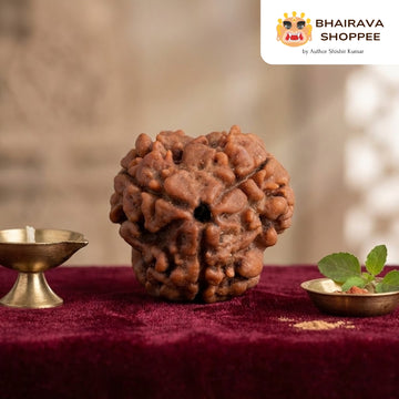 3 Mukhi Nepali Siddh Rudraksha | Agni Rudraksha for Karma Cleansing & Stress Relief