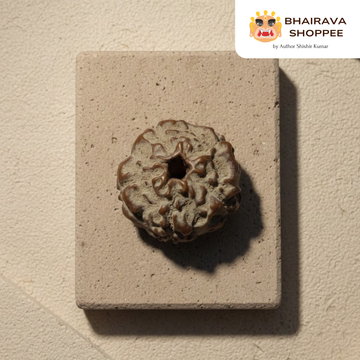 5 Mukhi Indonesian Rudraksha Bead | Siddha by Gurudev Rudranath Ji