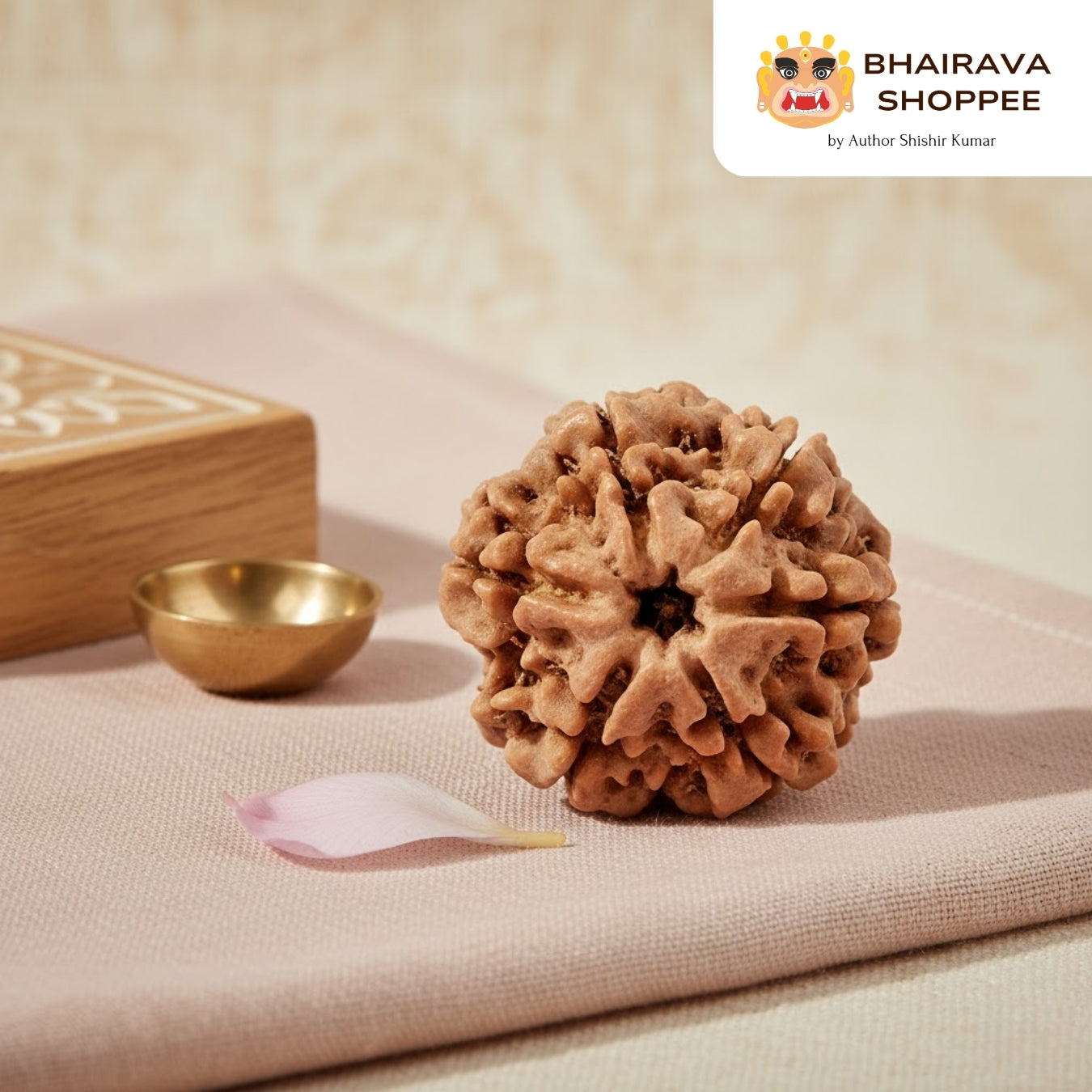 6 Mukhi Nepali Siddh Rudraksha | Kartikeya Rudraksha for Willpower, Focus & Grounding