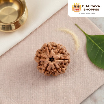 6 Mukhi Nepali Siddh Rudraksha | Kartikeya Rudraksha for Willpower, Focus & Grounding