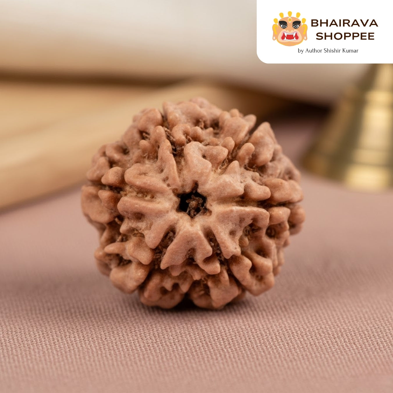 6 Mukhi Nepali Siddh Rudraksha | Kartikeya Rudraksha for Willpower, Focus & Grounding