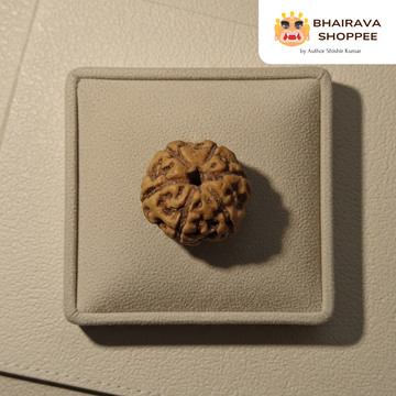 6 Mukhi Indonesian Rudraksha Bead | Siddha by Gurudev Rudranath Ji