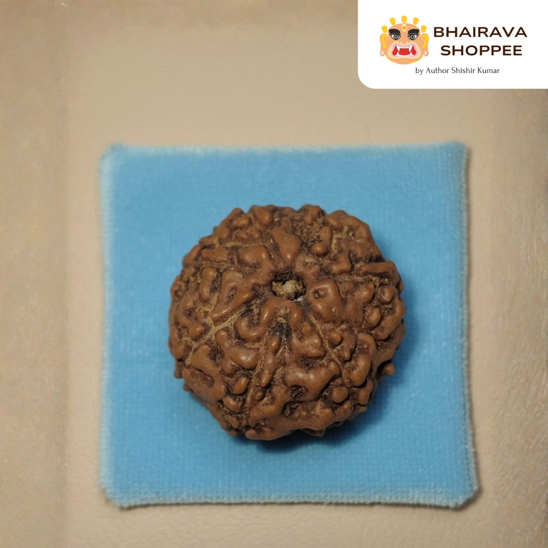 7 Mukhi Indonesian Rudraksha Bead | Siddha by Gurudev Rudranath Ji