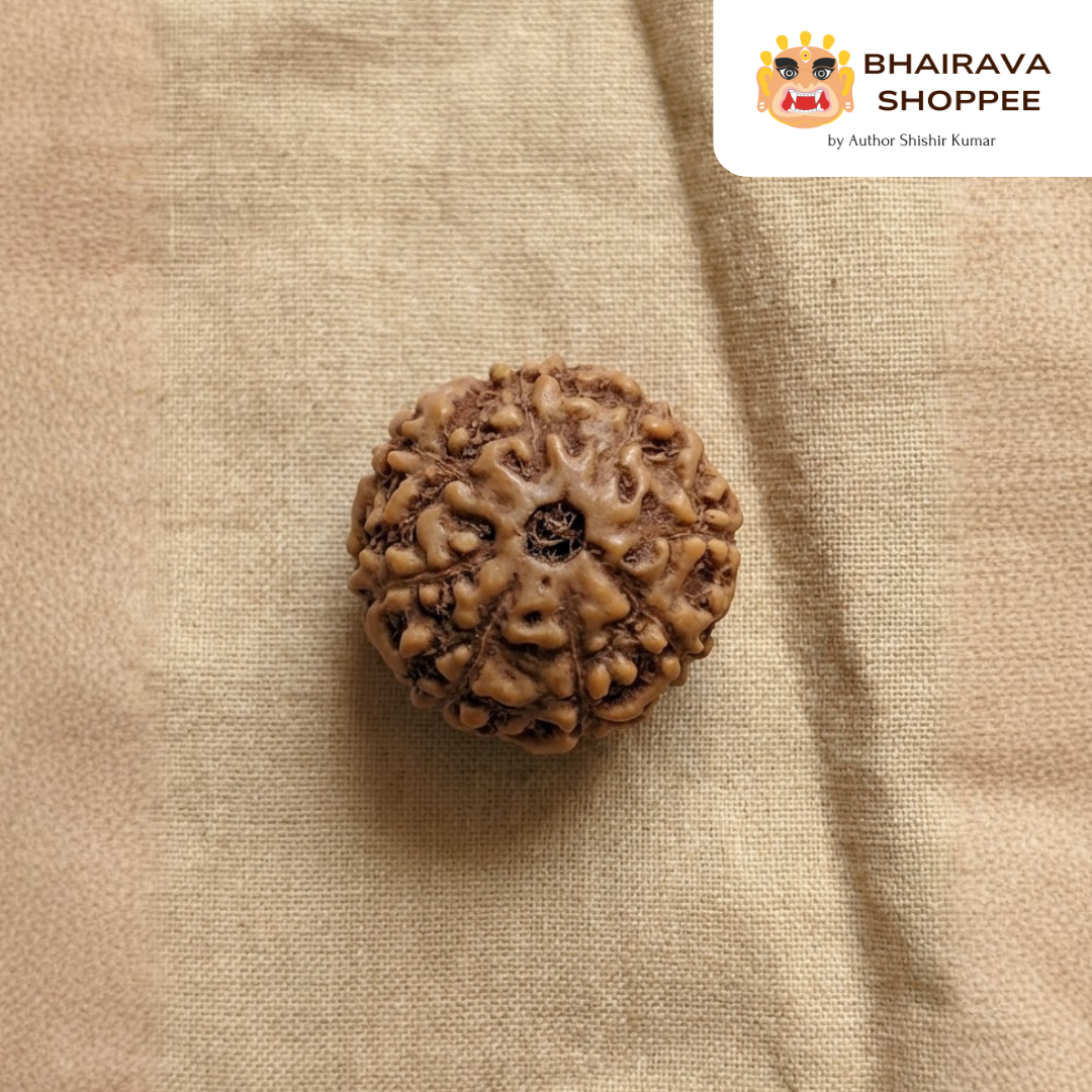 8 Mukhi Indonesian Rudraksha Bead | Siddha by Gurudev Rudranath Ji