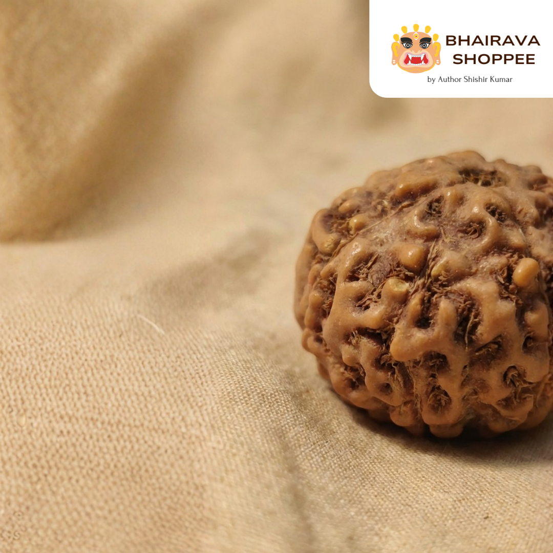 8 Mukhi Indonesian Rudraksha Bead | Siddha by Gurudev Rudranath Ji